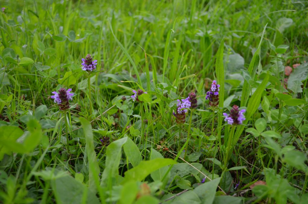 Val Brembana, (BG) : Prunella vulgaris